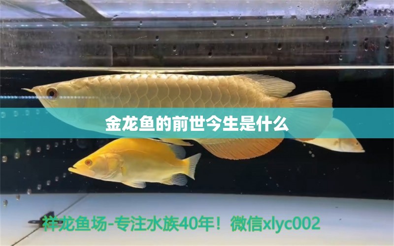 金龍魚的前世今生是什么 祥龍魚場