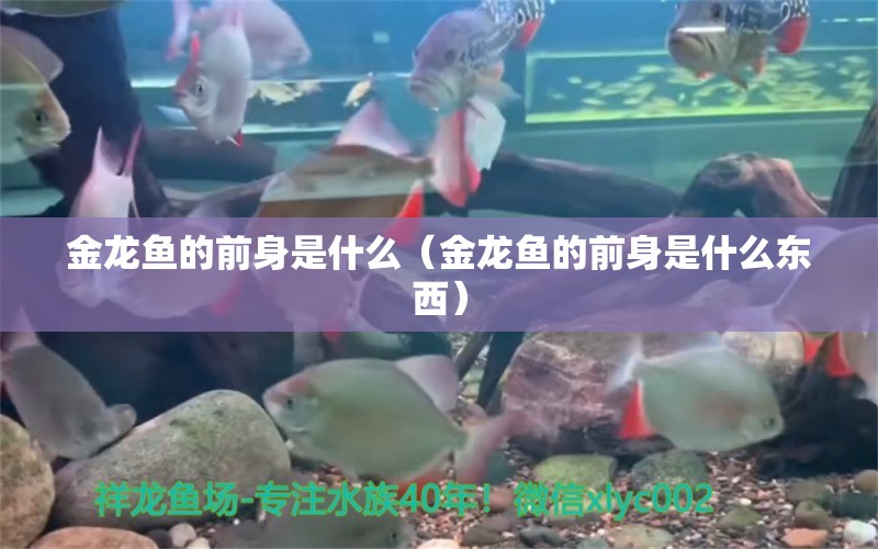 金龍魚(yú)的前身是什么（金龍魚(yú)的前身是什么東西） 祥龍水族醫(yī)院