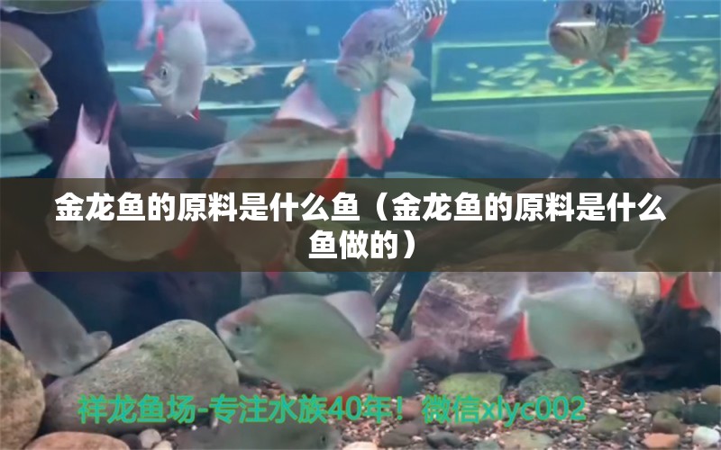 金龍魚的原料是什么魚（金龍魚的原料是什么魚做的）