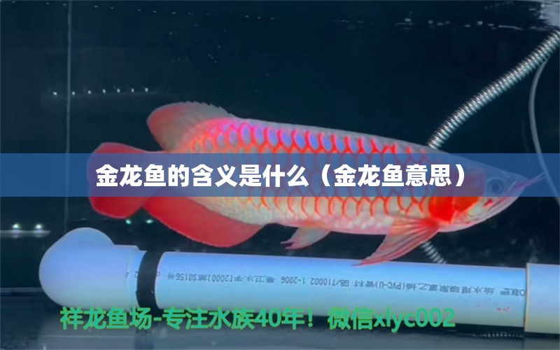 金龍魚的含義是什么（金龍魚意思）