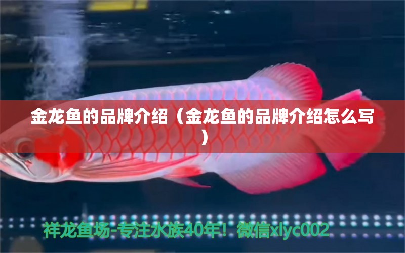 金龍魚的品牌介紹（金龍魚的品牌介紹怎么寫） 其他品牌魚缸