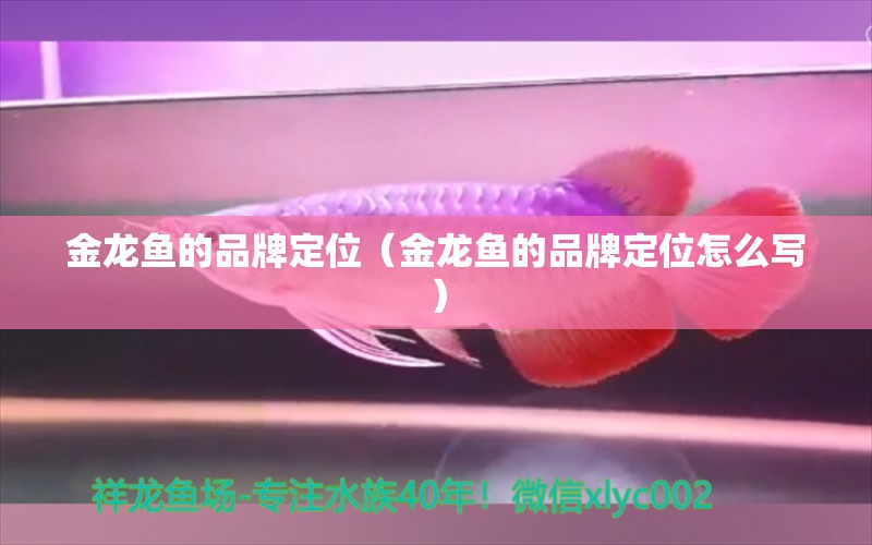 金龍魚的品牌定位（金龍魚的品牌定位怎么寫）