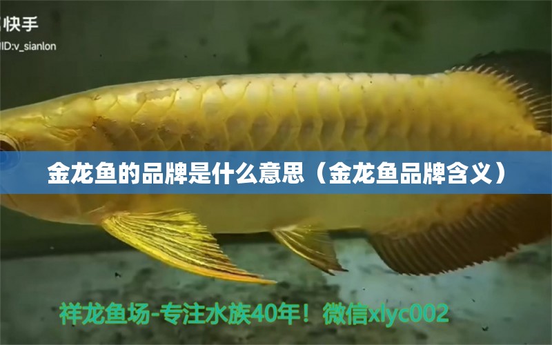 金龍魚的品牌是什么意思（金龍魚品牌含義） 龍魚百科 第1張