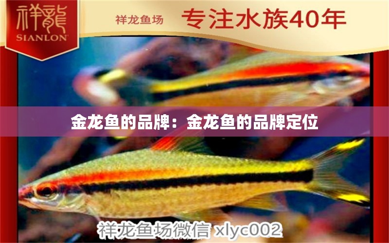 金龍魚的品牌：金龍魚的品牌定位 廣州龍魚批發(fā)市場