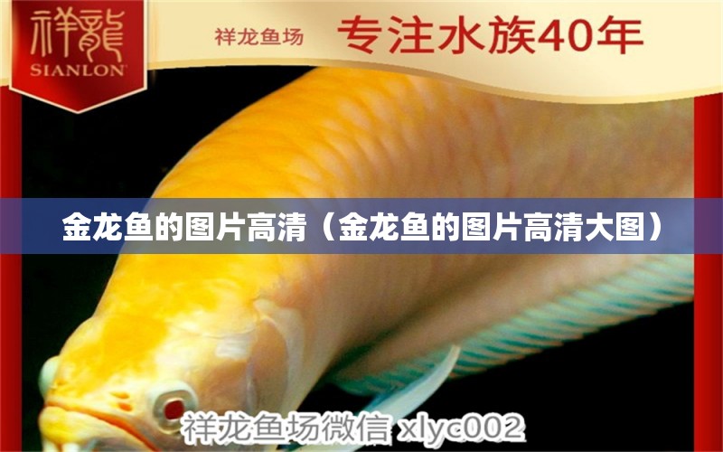 金龍魚的圖片高清（金龍魚的圖片高清大圖） 龍魚百科