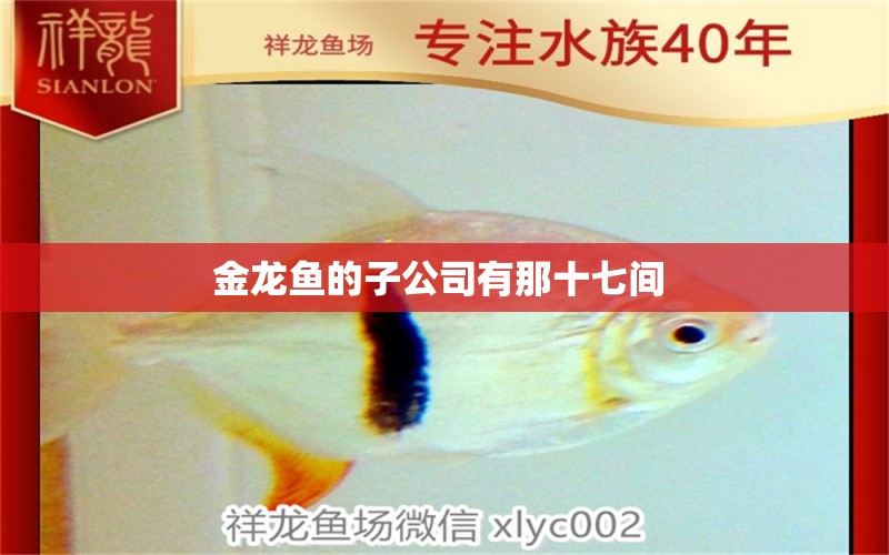 金龍魚的子公司有那十七間  銀龍魚