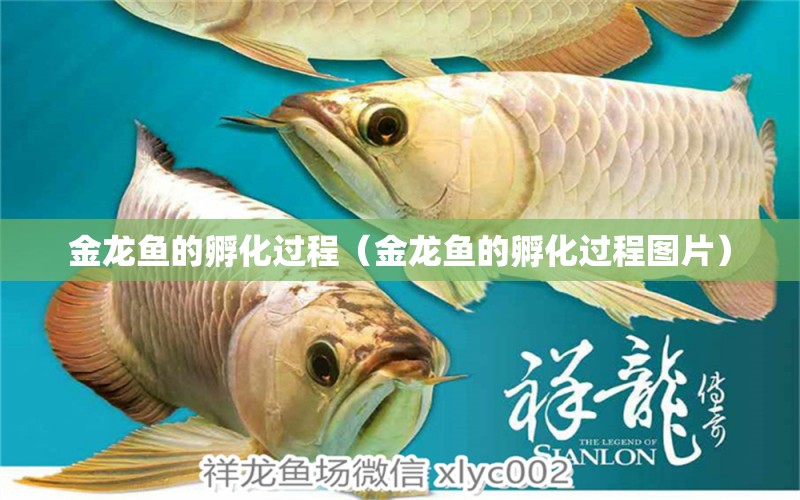 金龍魚的孵化過程（金龍魚的孵化過程圖片）