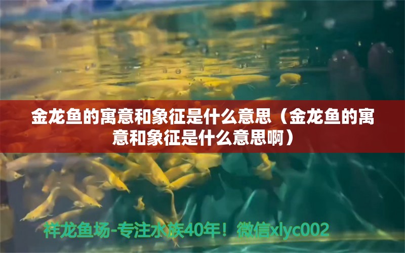 金龍魚的寓意和象征是什么意思（金龍魚的寓意和象征是什么意思?。?黑白雙星