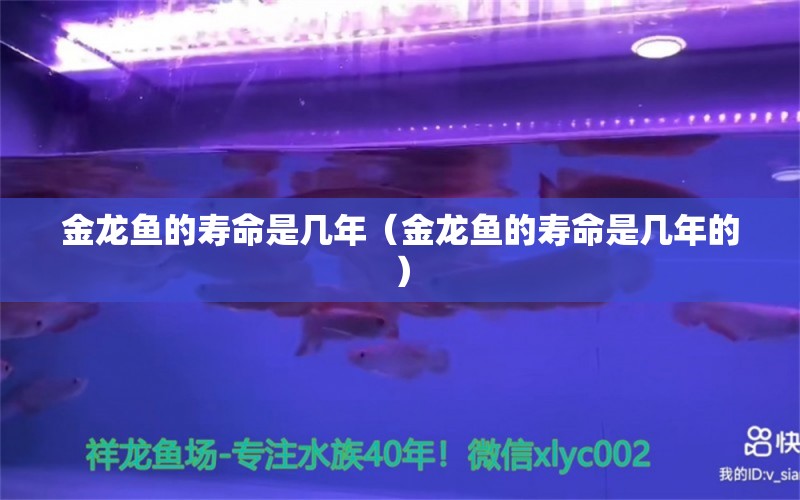 金龍魚的壽命是幾年（金龍魚的壽命是幾年的） 祥龍水族醫(yī)院