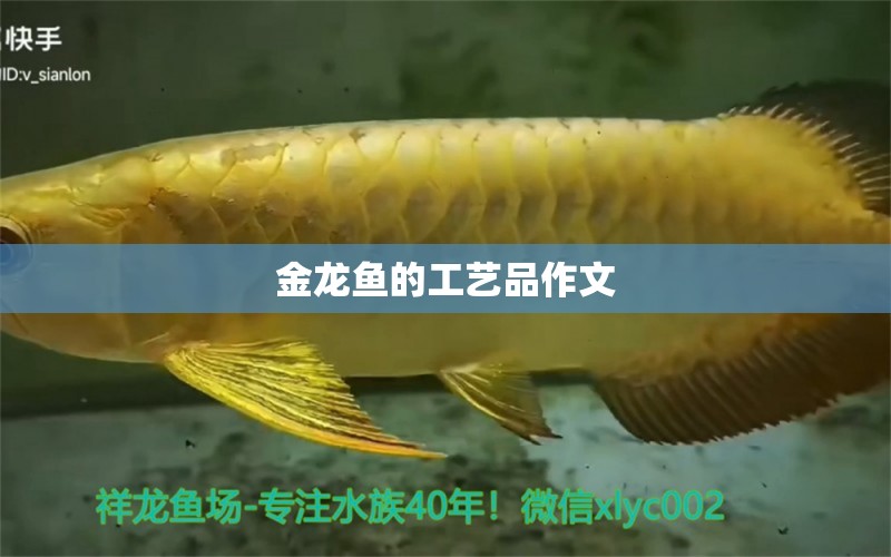 金龍魚的工藝品作文