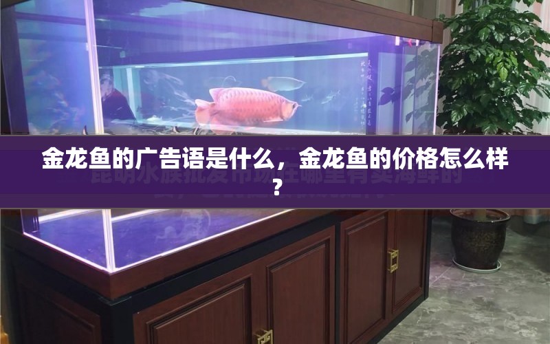 金龍魚的廣告語是什么，金龍魚的價(jià)格怎么樣？ 水族問答 第1張