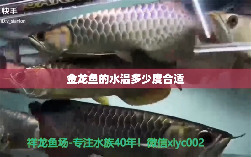 金龍魚的水溫多少度合適 祥龍魚場