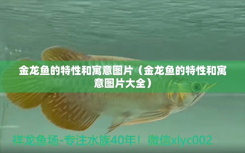 金龍魚的特性和寓意圖片（金龍魚的特性和寓意圖片大全）