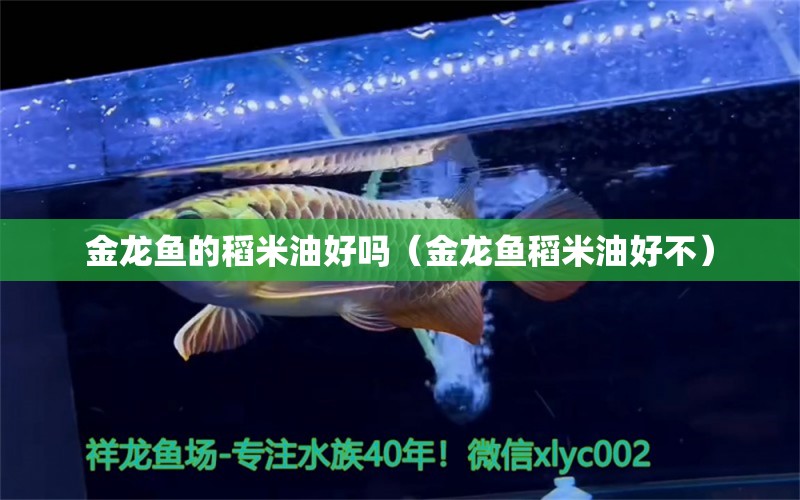 金龍魚的稻米油好嗎（金龍魚稻米油好不） 廣州觀賞魚批發(fā)市場