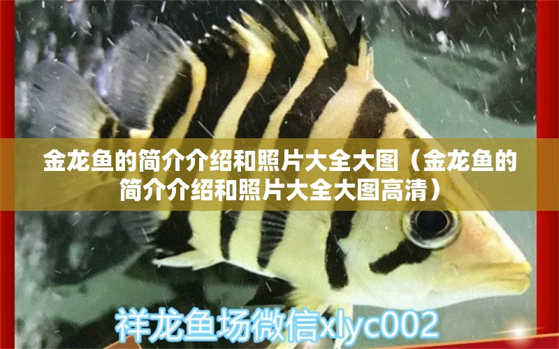 金龍魚的簡介介紹和照片大全大圖（金龍魚的簡介介紹和照片大全大圖高清）