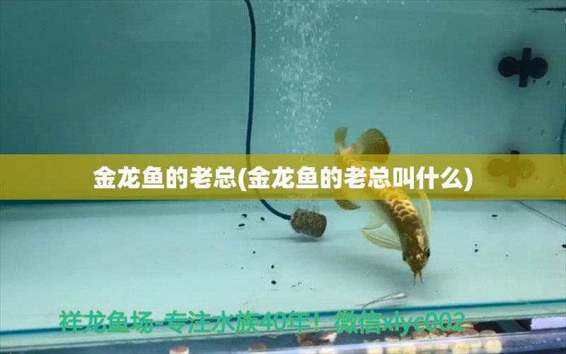 金龍魚的老總(金龍魚的老總叫什么) 白子紅龍魚