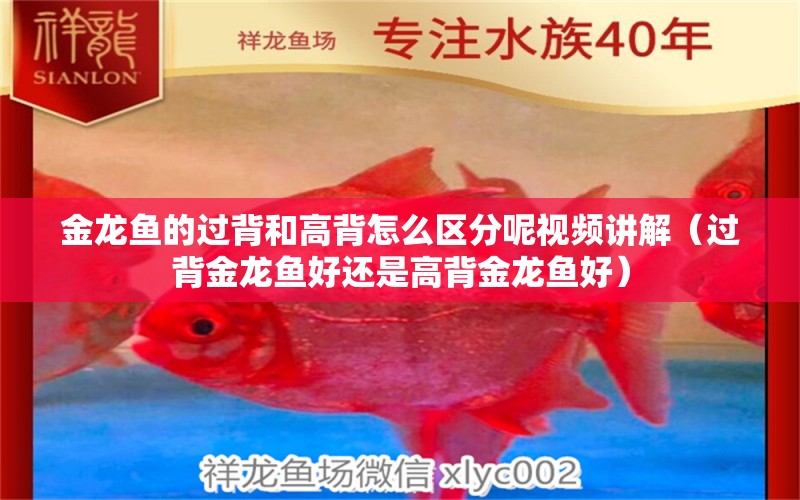 金龍魚(yú)的過(guò)背和高背怎么區(qū)分呢視頻講解（過(guò)背金龍魚(yú)好還是高背金龍魚(yú)好） 狗頭魚(yú)