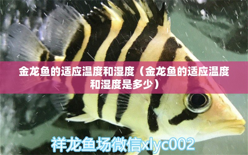 金龍魚(yú)的適應(yīng)溫度和濕度（金龍魚(yú)的適應(yīng)溫度和濕度是多少）