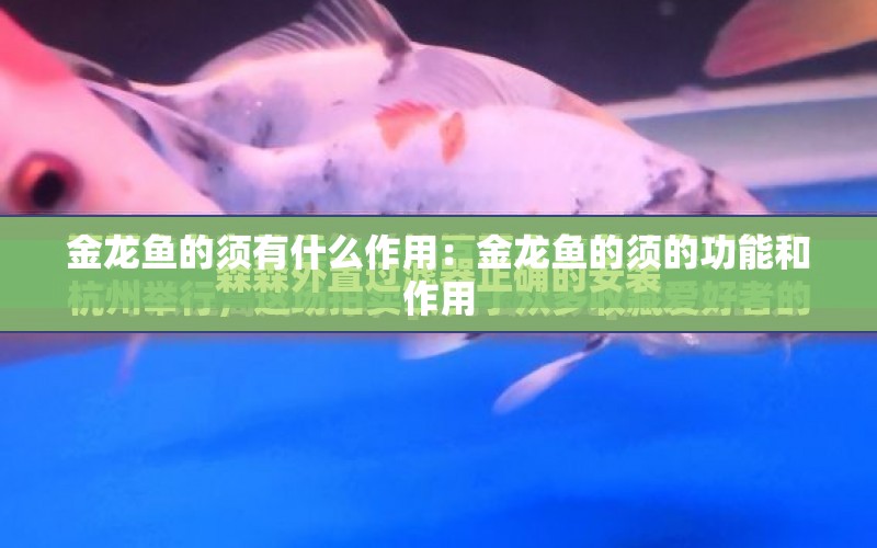 金龍魚的須有什么作用：金龍魚的須的功能和作用 水族問答 第1張