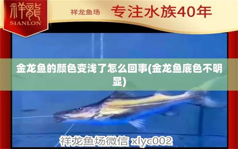 金龍魚的顏色變淺了怎么回事(金龍魚底色不明顯) 金龍福龍魚