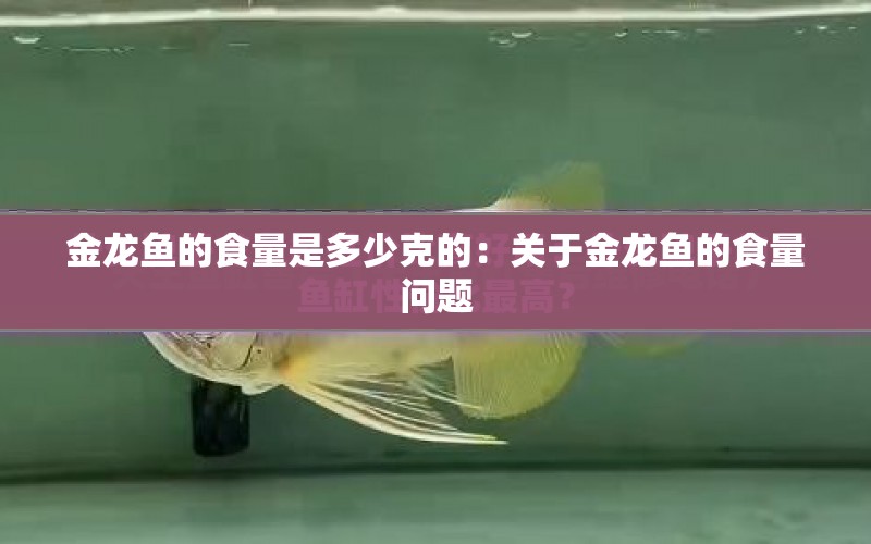 金龍魚的食量是多少克的：關(guān)于金龍魚的食量問題 水族問答