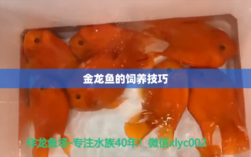 金龍魚的飼養(yǎng)技巧 虎紋銀版魚