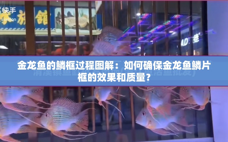 金龍魚的鱗框過程圖解：如何確保金龍魚鱗片框的效果和質(zhì)量？ 水族問答 第1張