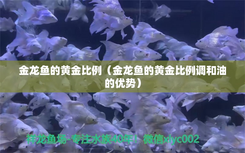 金龍魚的黃金比例（金龍魚的黃金比例調(diào)和油的優(yōu)勢） 龍魚百科 第1張