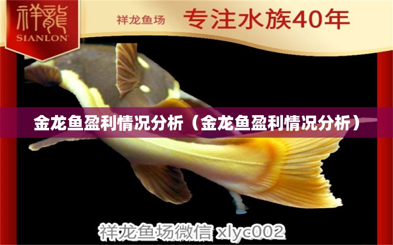 金龍魚盈利情況分析（金龍魚盈利情況分析） 祥龍水族醫(yī)院