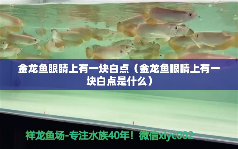 金龍魚眼睛上有一塊白點(diǎn)（金龍魚眼睛上有一塊白點(diǎn)是什么）