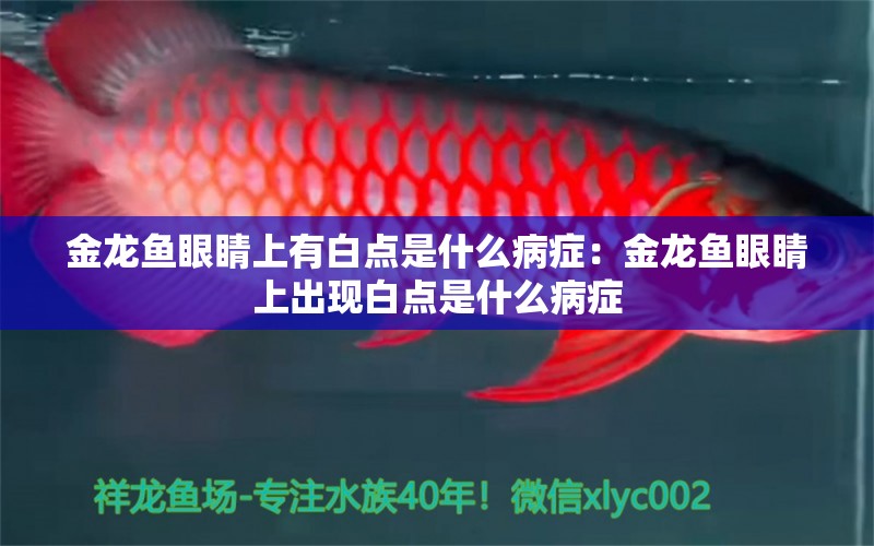 金龍魚眼睛上有白點(diǎn)是什么病癥：金龍魚眼睛上出現(xiàn)白點(diǎn)是什么病癥 龍魚百科 第2張