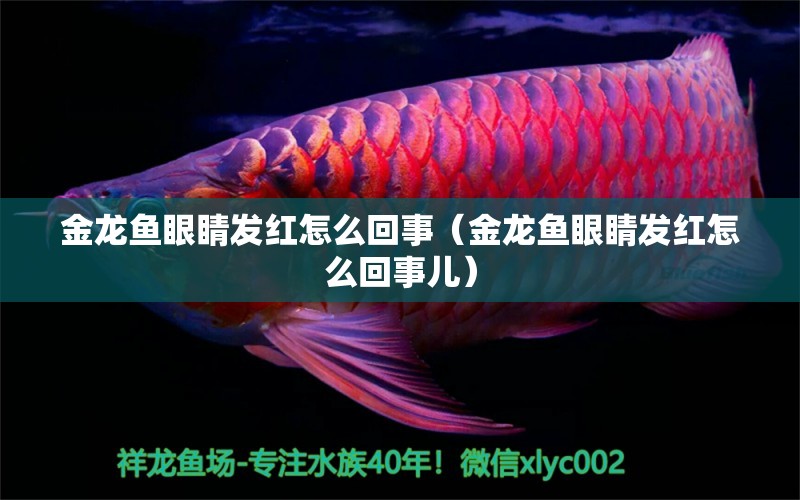 金龍魚眼睛發(fā)紅怎么回事（金龍魚眼睛發(fā)紅怎么回事兒）