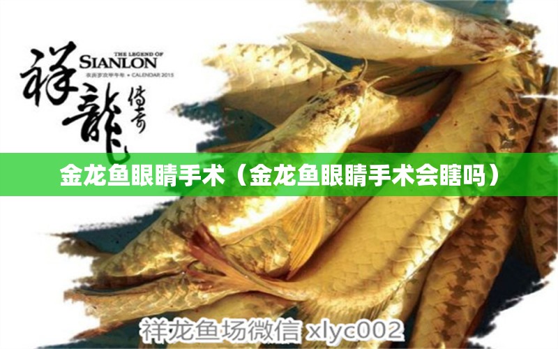 金龍魚眼睛手術(shù)（金龍魚眼睛手術(shù)會瞎嗎）