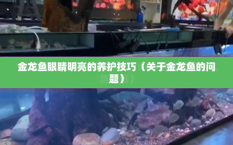 金龍魚眼睛明亮的養(yǎng)護技巧（關于金龍魚的問題） 水族問答 第1張