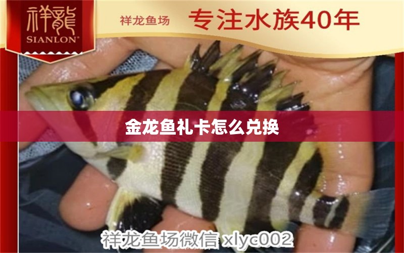 金龍魚禮卡怎么兌換 養(yǎng)魚知識