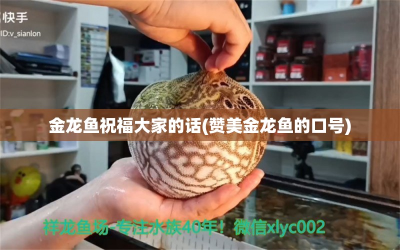 金龍魚祝福大家的話(贊美金龍魚的口號(hào)) 七彩神仙魚