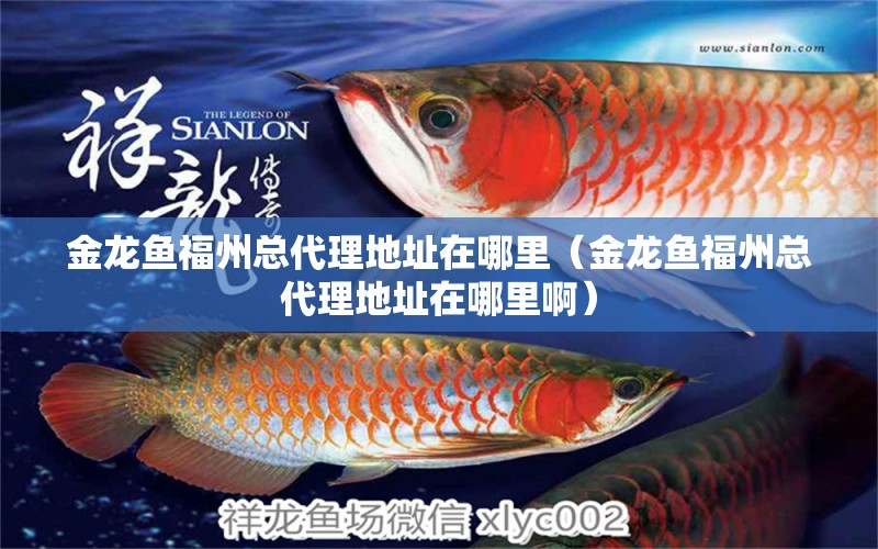 金龍魚福州總代理地址在哪里（金龍魚福州總代理地址在哪里?。? title=