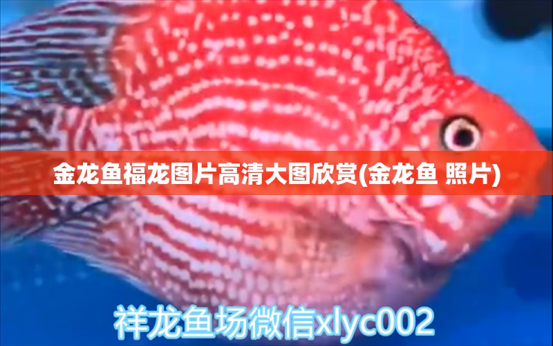 金龍魚福龍圖片高清大圖欣賞(金龍魚 照片)