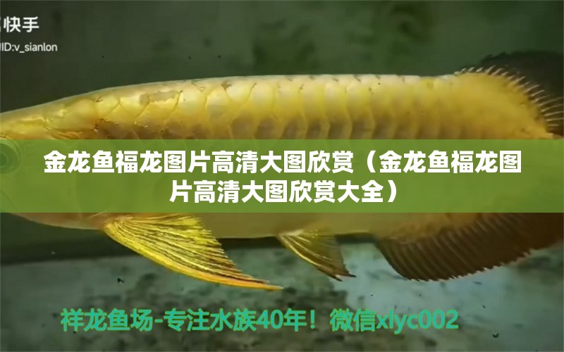 金龍魚福龍圖片高清大圖欣賞（金龍魚福龍圖片高清大圖欣賞大全）