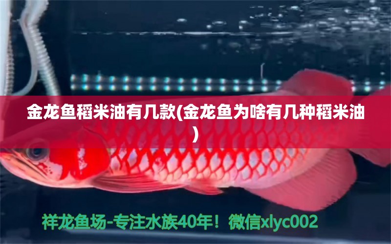 金龍魚稻米油有幾款(金龍魚為啥有幾種稻米油) 紅龍福龍魚