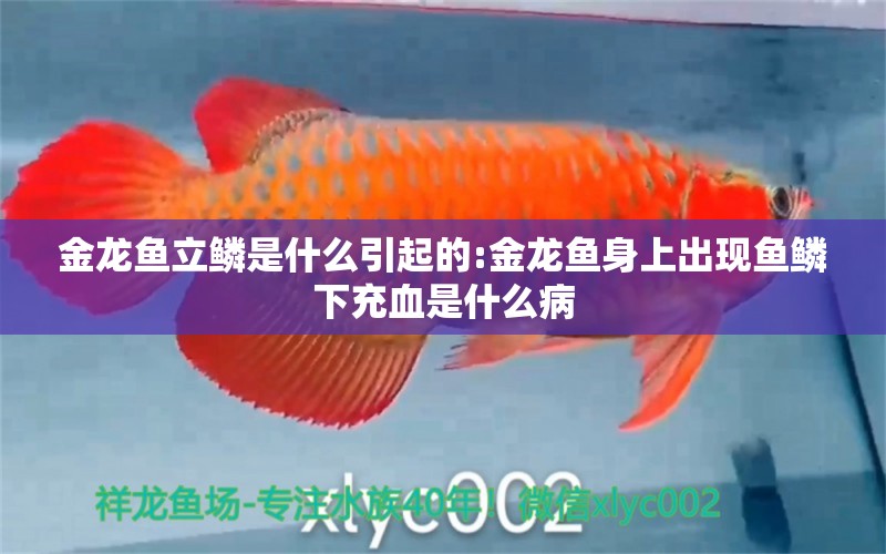 金龍魚立鱗是什么引起的:金龍魚身上出現(xiàn)魚鱗下充血是什么病