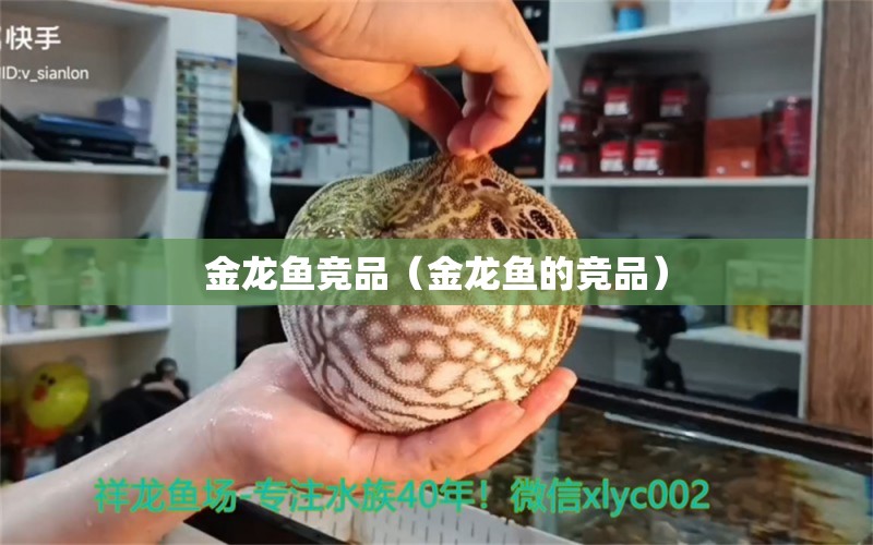 金龍魚競品（金龍魚的競品）