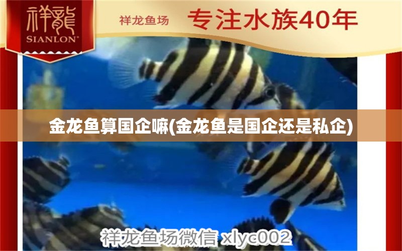 金龍魚算國企嘛(金龍魚是國企還是私企) 白子金龍魚