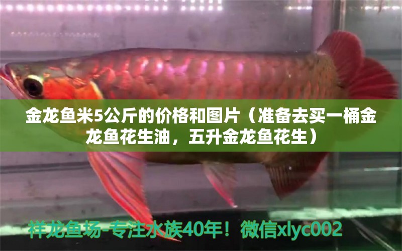 金龍魚米5公斤的價(jià)格和圖片（準(zhǔn)備去買一桶金龍魚花生油，五升金龍魚花生） 虎斑恐龍魚 第1張