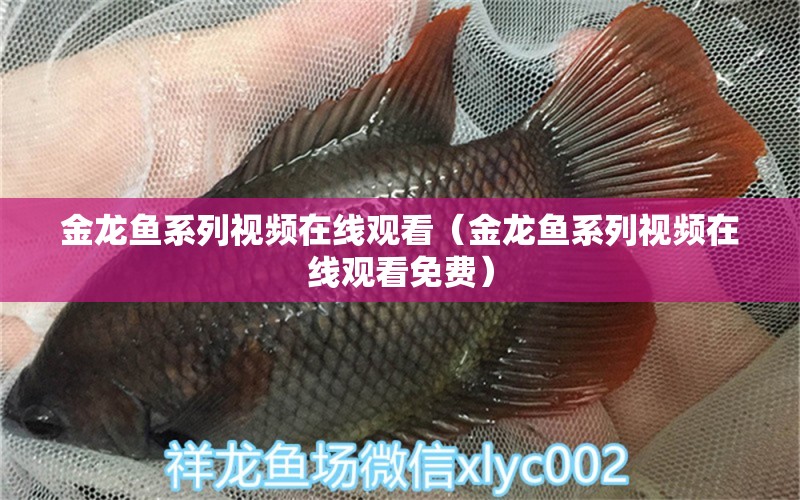 金龍魚系列視頻在線觀看（金龍魚系列視頻在線觀看免費） 養(yǎng)魚知識