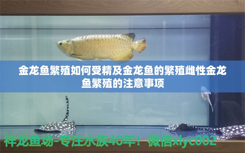 金龍魚繁殖如何受精及金龍魚的繁殖雌性金龍魚繁殖的注意事項(xiàng) 三間鼠魚