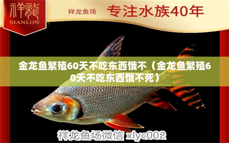 金龍魚(yú)繁殖60天不吃東西餓不（金龍魚(yú)繁殖60天不吃東西餓不死）