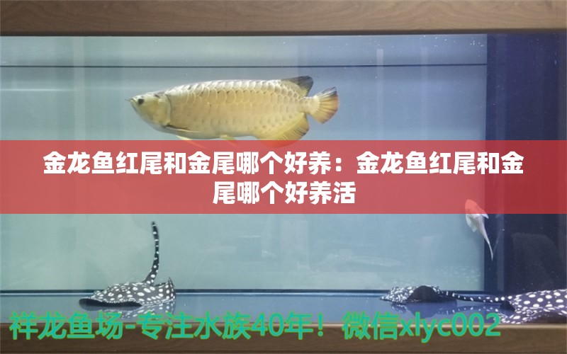 金龍魚紅尾和金尾哪個(gè)好養(yǎng)：金龍魚紅尾和金尾哪個(gè)好養(yǎng)活