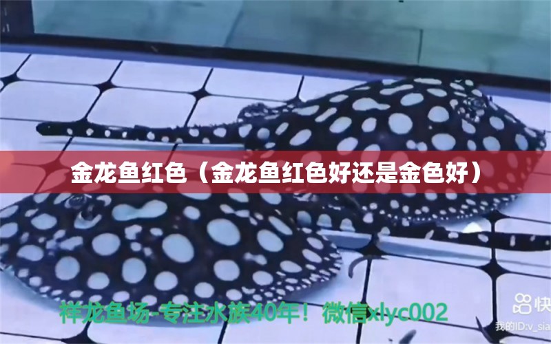 金龍魚紅色（金龍魚紅色好還是金色好）