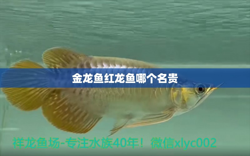 金龍魚(yú)紅龍魚(yú)哪個(gè)名貴 龍魚(yú)批發(fā) 第1張